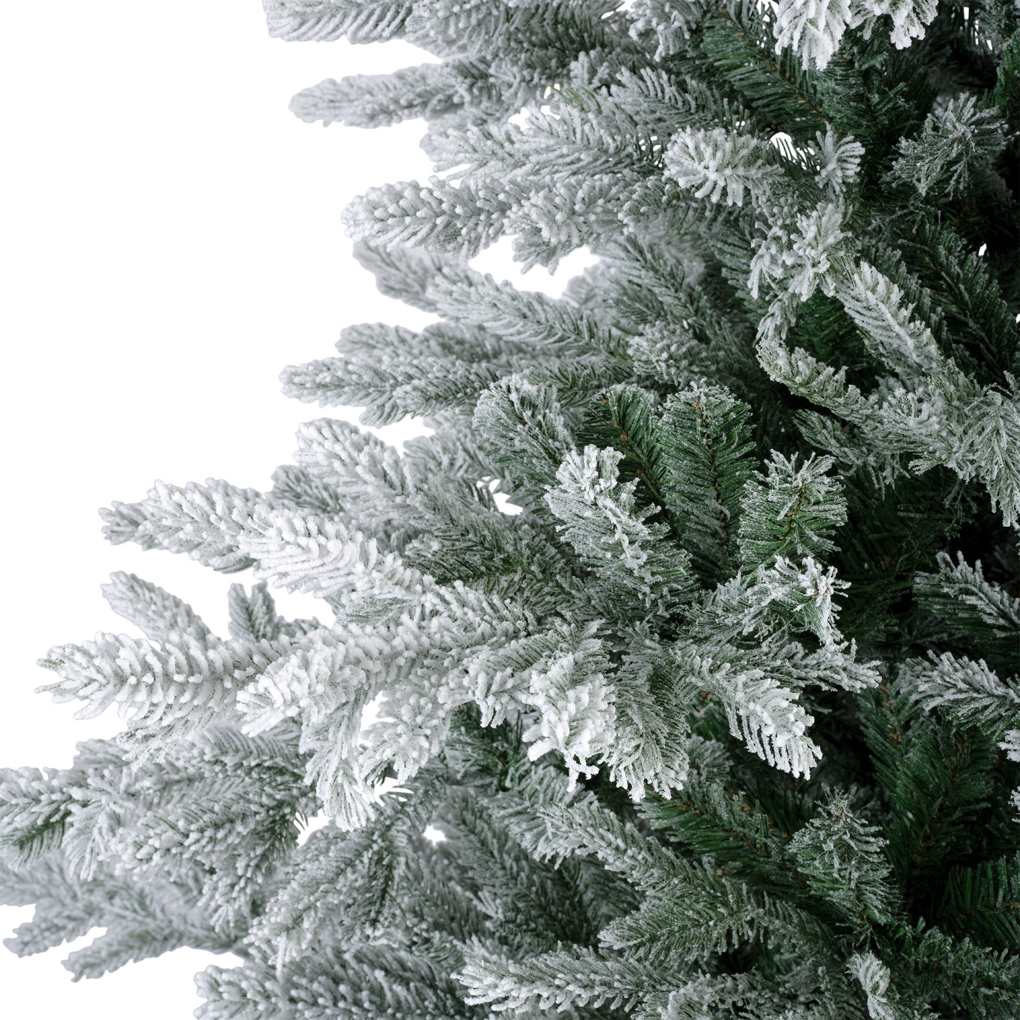 Premium Tanne "Grandis Fir" verschneit – 240 cm - Amiras Zauber
