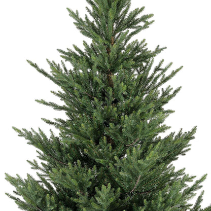 Premium Norway Tanne – 240 cm - Amiras Zauber