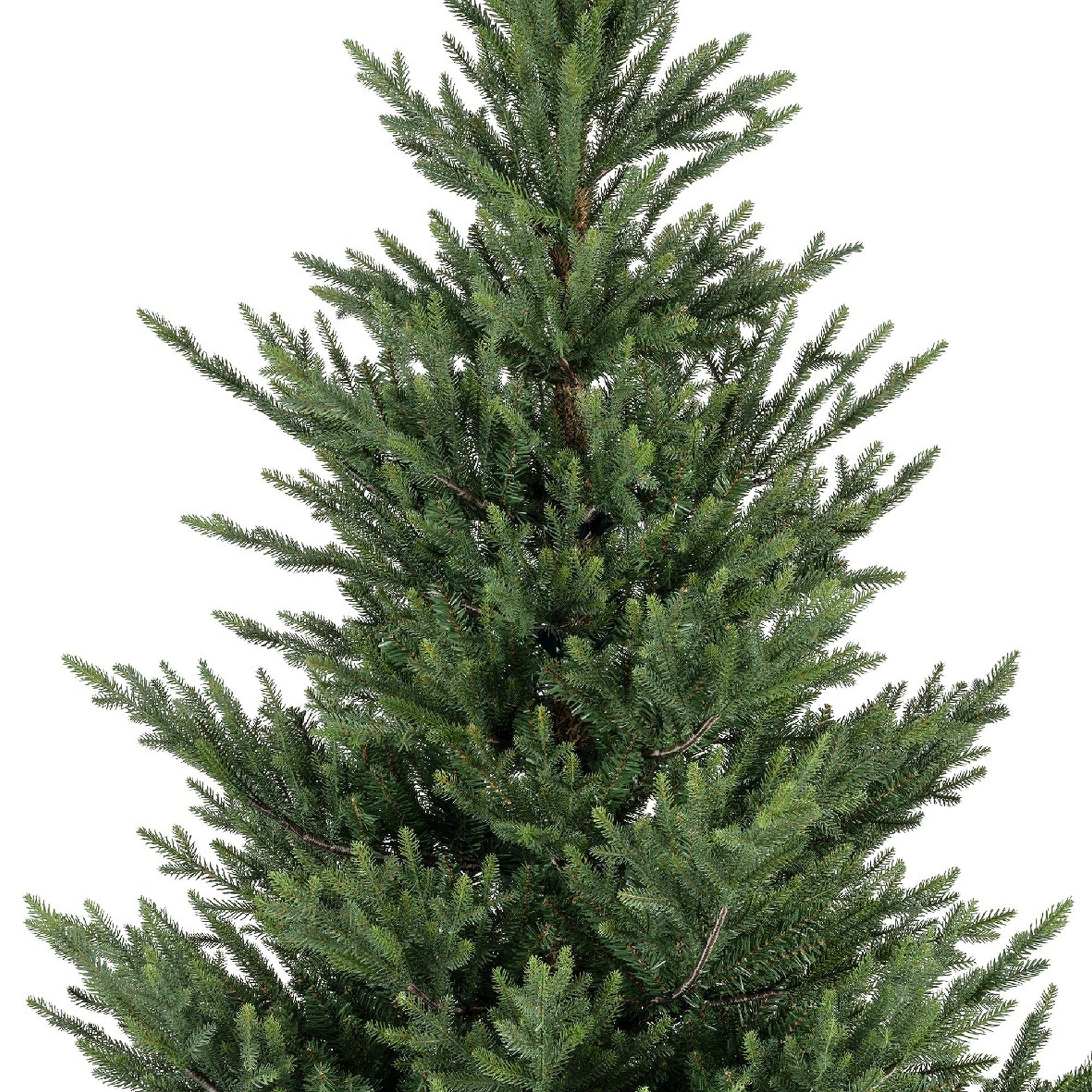 Premium Norway Tanne – 240 cm - Amiras Zauber