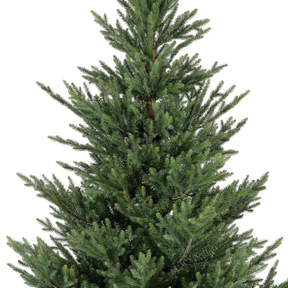 Premium Norway Tanne – 240 cm - Amiras Zauber