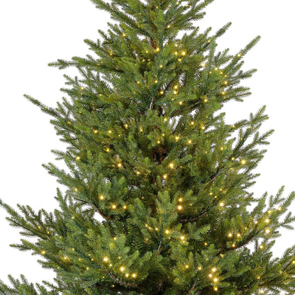 Premium Norway Tanne mit warmweißer Beleuchtung – 240 cm - Amiras Zauber